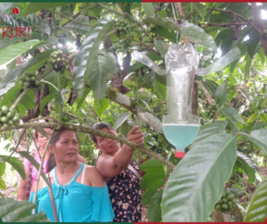 parcela demostrativa